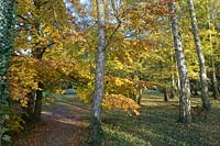 Parcours à travers les arbres entourés de couleurs saisonnières et de feuilles automnales tombées.