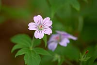 Geranium nodosum.