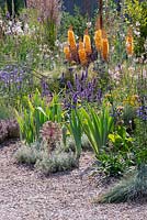 Plantation colorée dans le jardin résistant à la sécheresse. Eremurus isabellinus 'Pinokkio', Nepeta 'Chettle Blue', Phlomis. Festival du jardin de Hampton Court 2019.