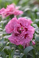 Dianthus caryophyllus série 'Rose et Violet' Oscar