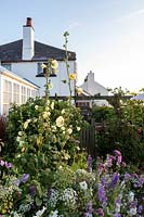 L'ancienne maison en pierre, Beesands, South Devon. Roses trémières, Ammi majus et Larkspur dans le jardin du chalet avec plantation informelle.