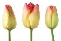 Tulipa 'Suncatcher', Tulip Triumph Group en avril.