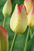 Tulipa 'Suncatcher', Tulip Triumph Group en avril.