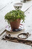 Soleirolia soleirolii - Occupez-vous de vos affaires dans un pot en terre cuite, sur une vieille porte rustique utilisée comme table