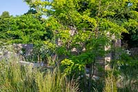 Gleditsia triacanthos - Criquet pèlerin sous-planté de Deschampsia - Le jardin du sanctuaire RHS, RHS Hampton Court Palace Flower Festival 2019