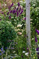 Écorce de Betula utilis entourée de plantations de vivaces et d'arbustes mixtes dont Daucus carota 'Dara' et Buddleja. RHS Hampton Court Palace Flower Festival 2019.