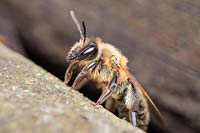 Andrena scotica - Chocolate Mining Bee - laissant son nid sous le platelage en bois du jardin