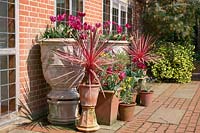 Affichage de pots plantés, surélevés pour plus de hauteur, par un mur de maison. Les plantes incluent Cordyline 'Charlie Boy' et Tulipa - Tulip