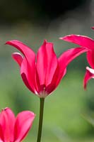 Tulipa 'Menuet de poupée'