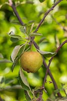 Fruit en développement sur Malus 'Braeburn' - pomme.