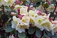Rhododendron 'Nouvelle Comète'