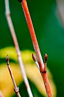 Acer rufinerve 'Winter Gold' - Érable à écorce de serpent gris - tige colorée avec bourgeons