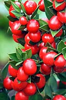 Ruscus aculeatus - Balai de boucher - aux fruits rouges