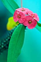 Euphorbia milii var. 'Splendens' - Couronne d'épines - vue des bractées