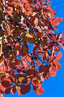 Cotinus obovatus - Chittamwood ou American Smokewood - feuilles contre un ciel bleu