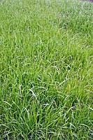Lolium multiflorum - Ray-grass d'Italie - culture d'engrais vert
