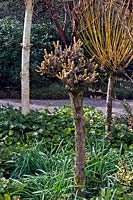 Salix alba var.vitellina 'Britzensis' - Saule doré - après étêtage