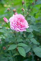 Rosa 'Le Mayflower' - Rose