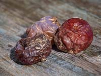 Pourriture brune sur les prunes de Victoria causée par le champignon Monilinia