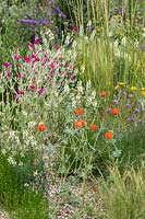 Le jardin résistant à la sécheresse au RHS Hampton Court Palace Garden Festival 2019. La combinaison de plantation pour un jardin de gravier sec comprend Lychnis coronaria, Glaucium corniculatum - syn. Glaucium flavum var. auranticum.