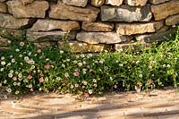 Erigeron karvinskianus - Mexican Daisy - adoucit les matériaux d'aménagement paysager dur d'un chemin de briques et d'un mur de pierres sèches. RHS Hampton Court Palace Garden Festival 2019. Commanditaire: Belvoir Fruit Farms.
