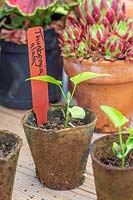 Semis de Thunbergia alata en pots biodégradables