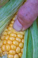 Faire un test de maturité du maïs doux en perçant un grain avec un clou pour voir si le liquide est liquide et non prêt ou crémeux et prêt pour la récolte