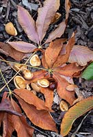Aesculus x neglecta 'Feu d'automne' - Feuilles de châtaignier jaune et conkers