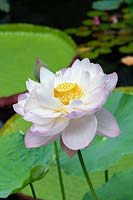 Nelumbo chawan basu - Chawan basu lotus - juillet.
