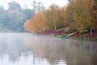 Un brouillard s'élève de l'étang supérieur aux jardins de Marks Hall et à l'arboretum un matin d'automne avec Betula utilis var. jacquemontii et Cornus alba à tige rouge 'Sibirica' se reflétant dans l'eau