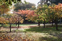 Une clairière de cerisiers commence à virer à l'orange à Marks Hall Gardens et Arboretum en automne.