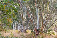 Des bosquets d'eucalyptus dans le Gondwanaland, une zone d'espèces de l'hémisphère sud, à Marks Hall Gardens et Arboretum en automne.