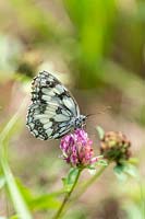 Melanargia galathea - Papillon blanc marbré sur fleur de trèfle