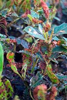 Le dendroctone du viburnum - Pyrrhalta viburni provoque de graves dommages aux feuilles au printemps et une forte odeur désagréable - visible sur V tinus au début du mois de mai.