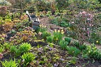Vue sur les parterres informels avec chemin et banc. Les plantes comprennent: Helleborus orientalis, Rhododendron 'Christmas Cheer', Narcisse - Jonquille et Crocus