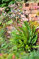 Asplenium scolopendrium - Spleenwort - sur un mur de briques
