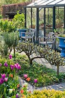 Stepover horizontal Malus domestica - Apple - dans un petit jardin avec serre et sièges en arrière-plan