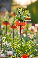 Fritillaria imperialis - Couronne impériale