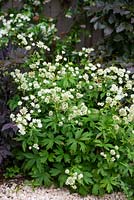 Parterre de fleurs avec Astrantia major 'Large White', Actaea simplex 'Brunette' et Fagus sylvatica Purpurea.