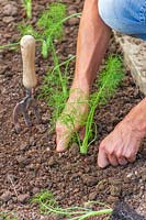 Raffermissement du sol autour des jeunes plants de fenouil de Florence 'Rondo' nouvellement plantés