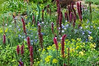 Flèches d'Echium russicum parmi les plantations informelles et colorées dans le jardin de la résilience au RHS Chelsea Flower Show 2019
