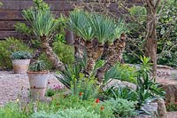 Yucca recurva sur un grand parterre de pierre surélevé dans le jardin de la résilience au RHS Chelsea Flower Show 2019