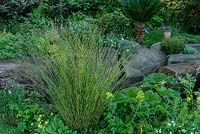 Le jardin de la résilience. Prêle - Equisetum hyemale comme plante aquatique. Parrain: Commission forestière