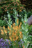 Le jardin Morgan Stanley. Verbascum 'Clementine' et Papaver somniferum 'Black Paeony' - Coquelicot - avec Aesculus pavia - Red Buckeye - en arrière-plan