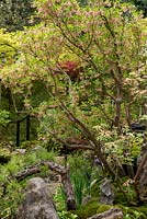 Enkianthus campanulatus est également connu sous le nom de redvein enkianthus dans le jardin japonais de Green Switch. RHS Chelsea Flower Show 2019