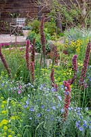 Plantation mixte d'Echium russicum, Digiplexis, Linum perenne et Euphorbia palustris - The Resilience Garden, RHS Chelsea Flower Show 2019.