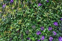 Plantation verticale ou mur planté, les plantes comprennent: Geum, herbe dorée, éventuellement Carex sp., Lavandula stoechas - Butterfly Lavender, Campanula portenschlagiana, et diverses fougères et Hedera - Ivy.