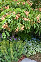 Le jardin Morgan Stanley, Aesculus pavia sous-planté d'Euphorbia 'Black Night' et Brunnera macrophylla 'Jack Frost' - Parrain: Morgan Stanley.