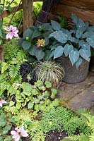 Plantes d'ombre: Hosta en pot, Fougères, Saxifraga, Helxine, Carex, Ophiopogon. Terrasse en bois patiné
