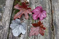 Heuchera 'Hopscotch' 'Red Rover' 'Silver Gumdrop' et 'Wild Rose', feuilles disposées sur du vieux bois